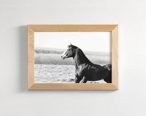 Captivating Wild Stallion, Jack