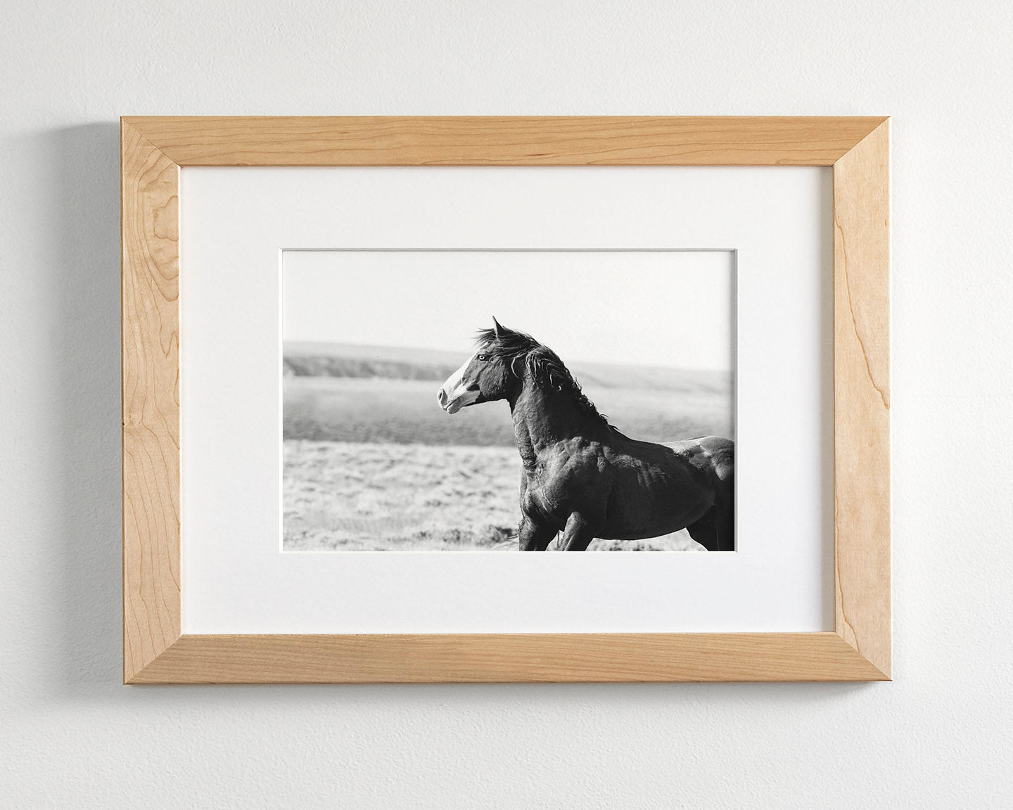 Captivating Wild Stallion, Jack