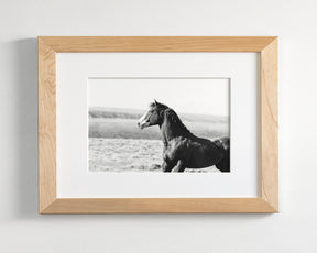 Captivating Wild Stallion, Jack