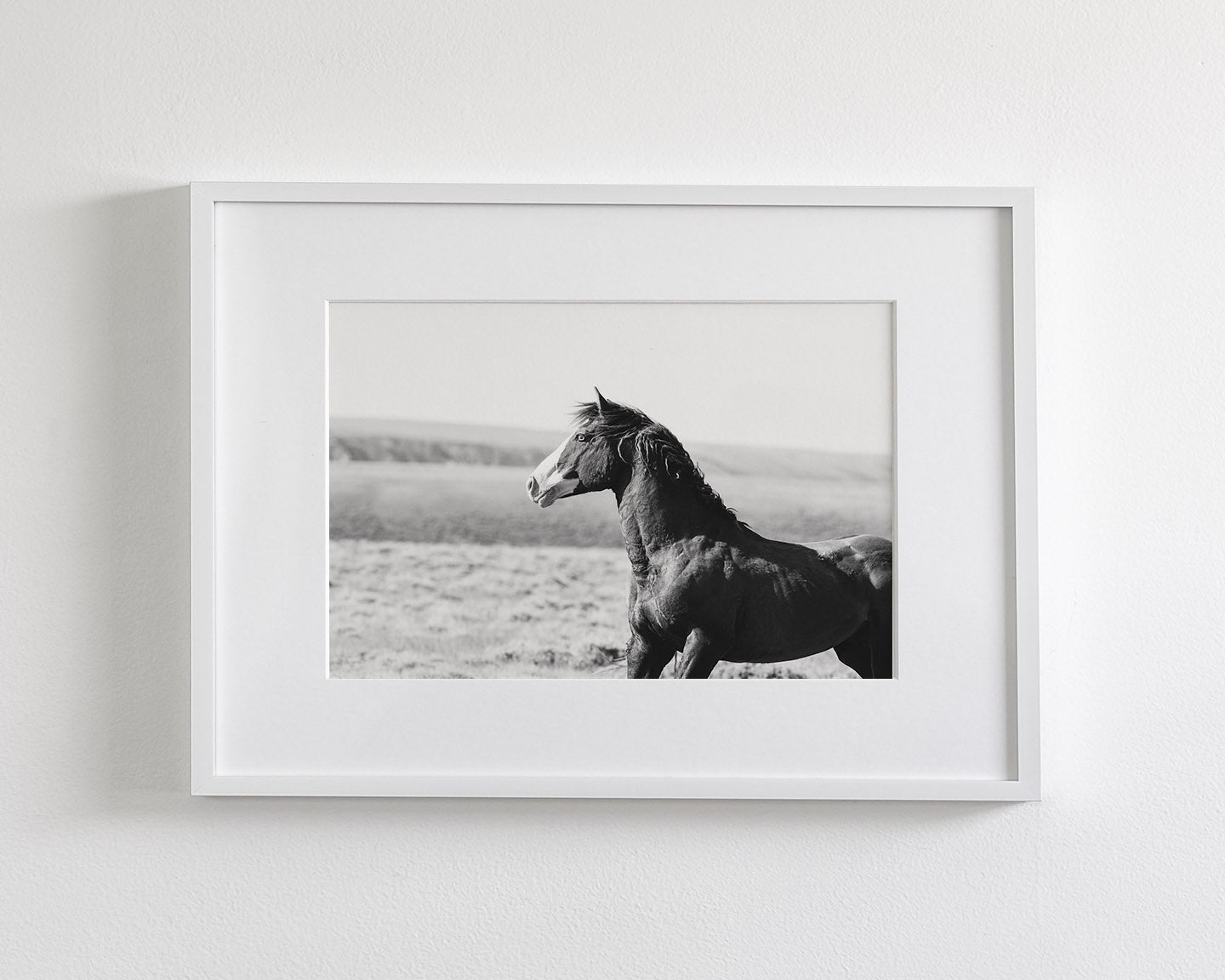 Captivating Wild Stallion, Jack