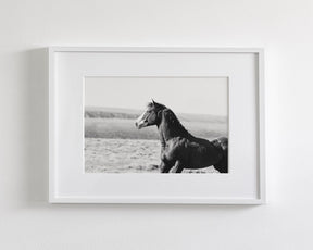 Captivating Wild Stallion, Jack