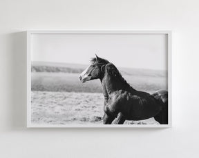 Captivating Wild Stallion, Jack