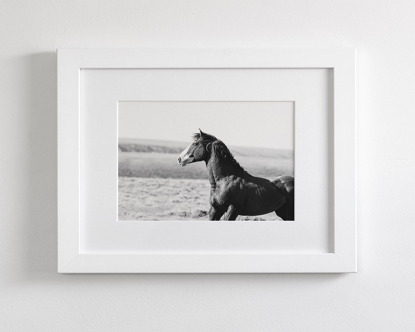 Captivating Wild Stallion, Jack