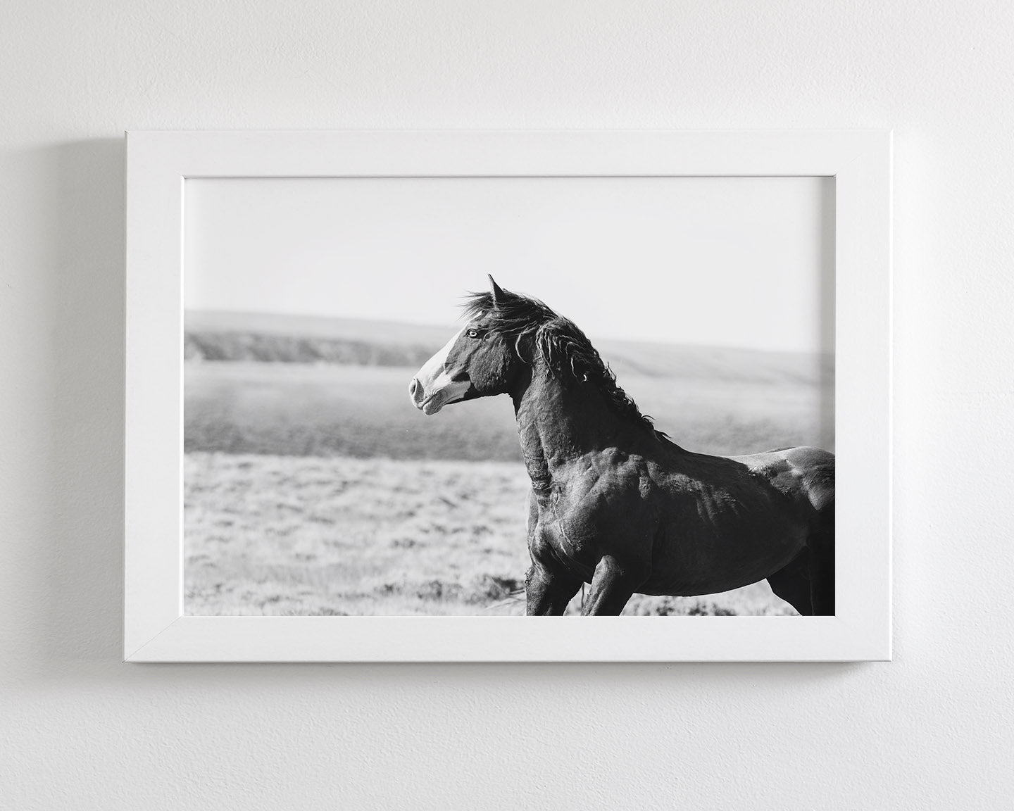 Captivating Wild Stallion, Jack