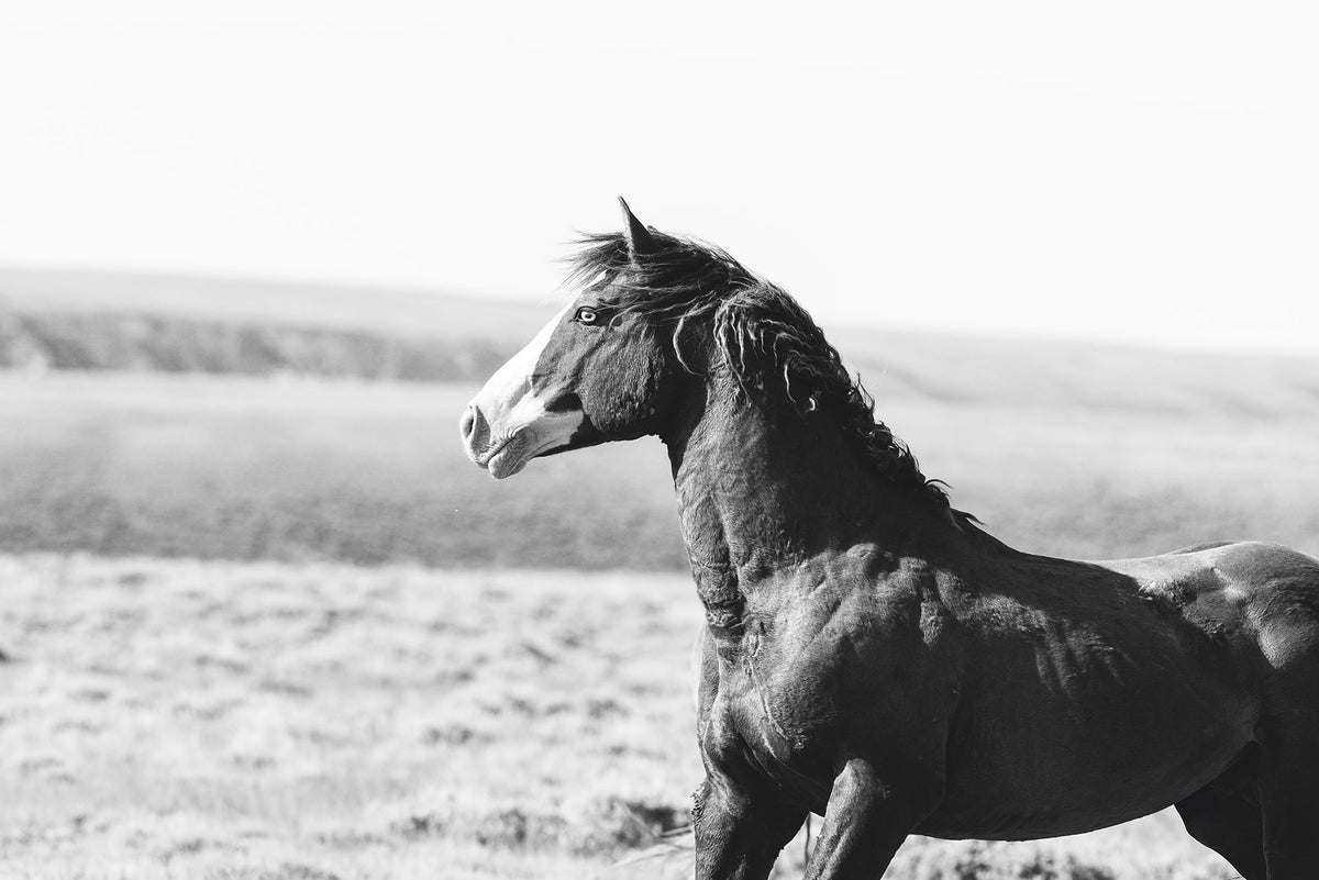 Captivating Wild Stallion, Jack