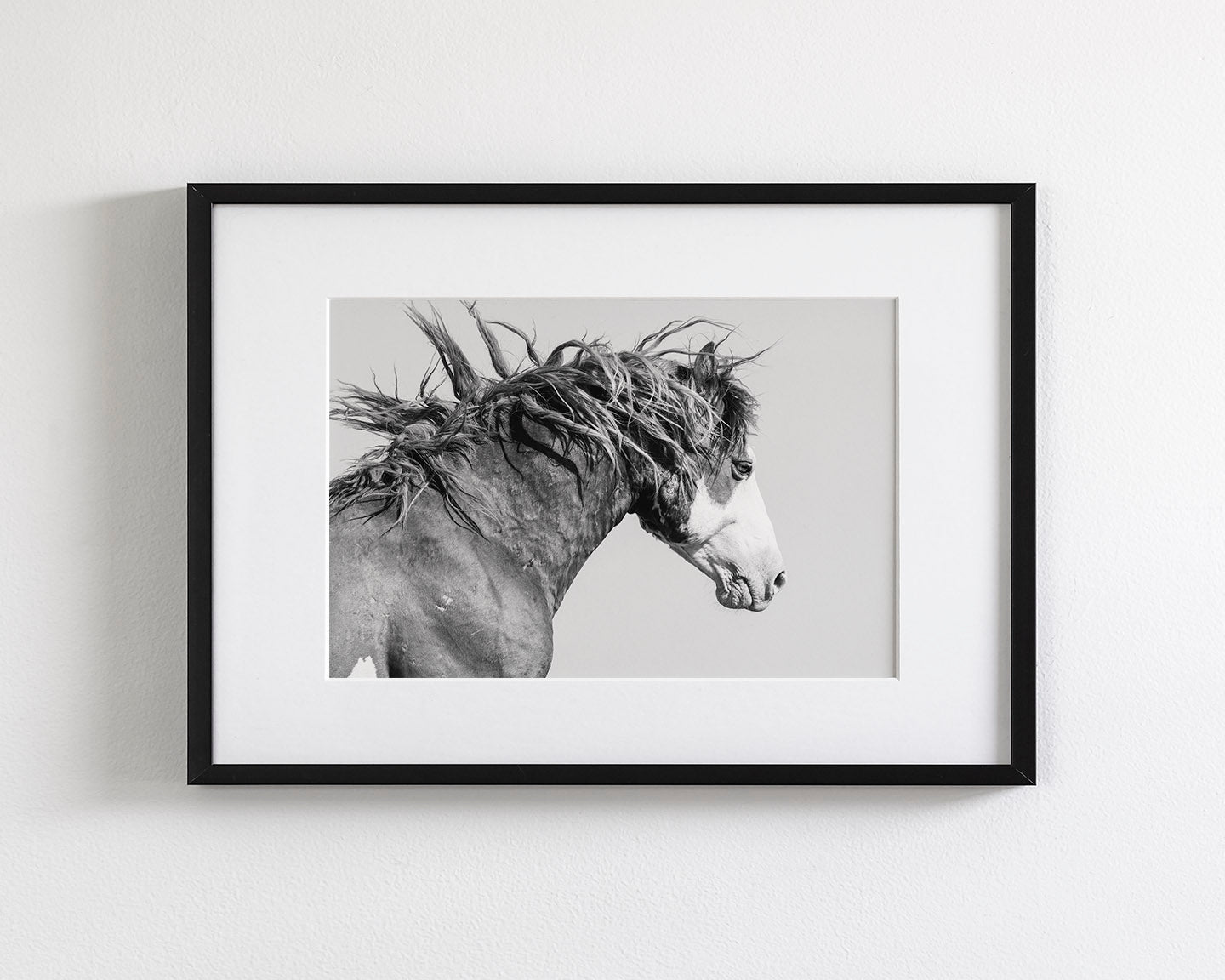 Wild Stallion in Motion