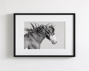 Wild Stallion in Motion
