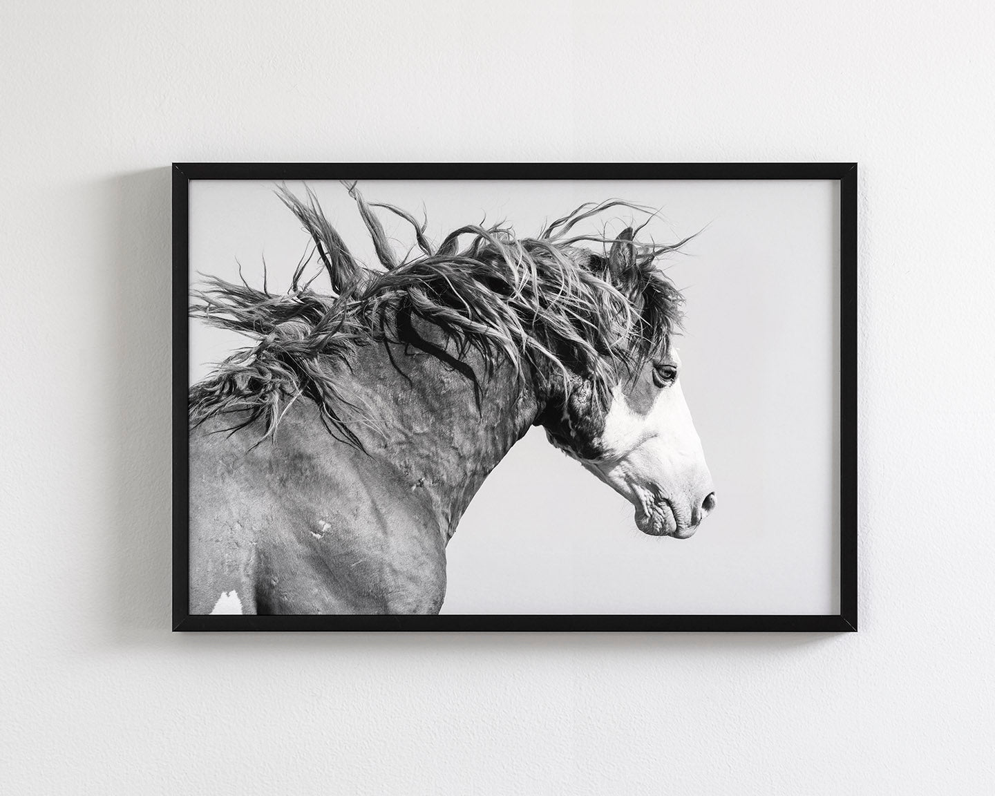 Wild Stallion in Motion