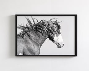 Wild Stallion in Motion
