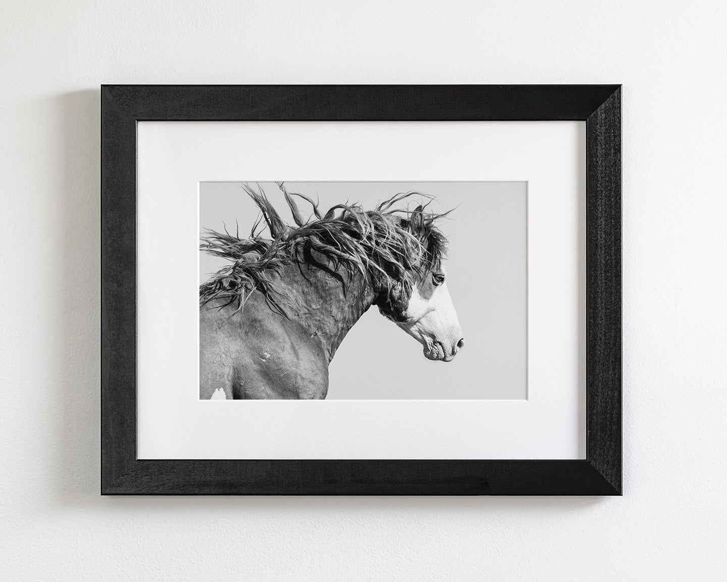 Wild Stallion in Motion