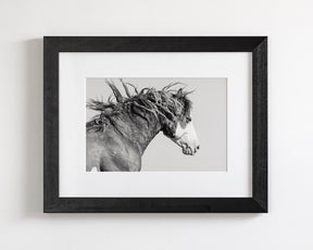 Wild Stallion in Motion