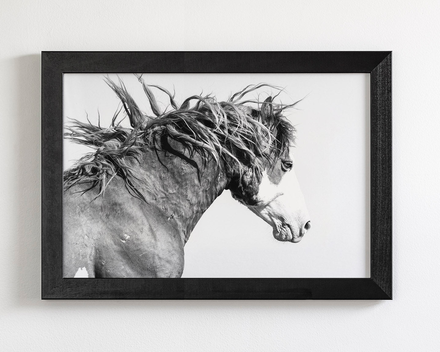 Wild Stallion in Motion
