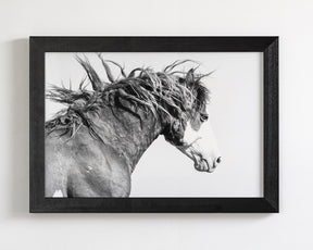 Wild Stallion in Motion