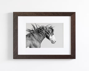 Wild Stallion in Motion