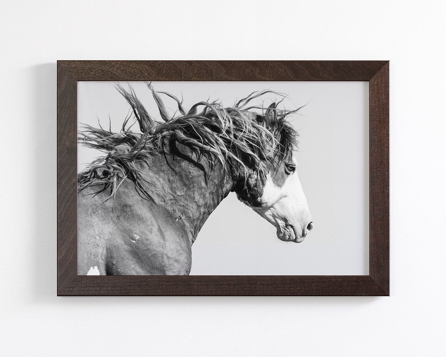 Wild Stallion in Motion