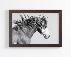 Wild Stallion in Motion