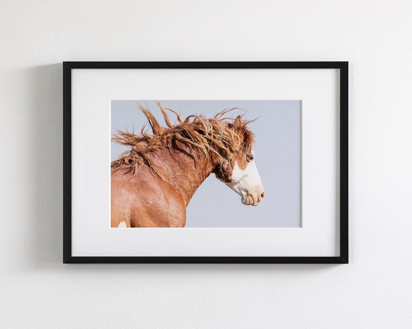 Wild Stallion in Motion, Color Version
