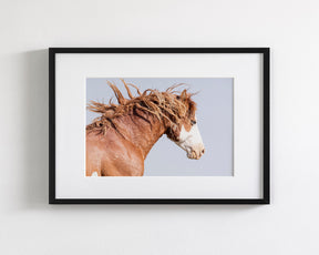 Wild Stallion in Motion, Color Version