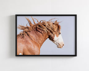 Wild Stallion in Motion, Color Version
