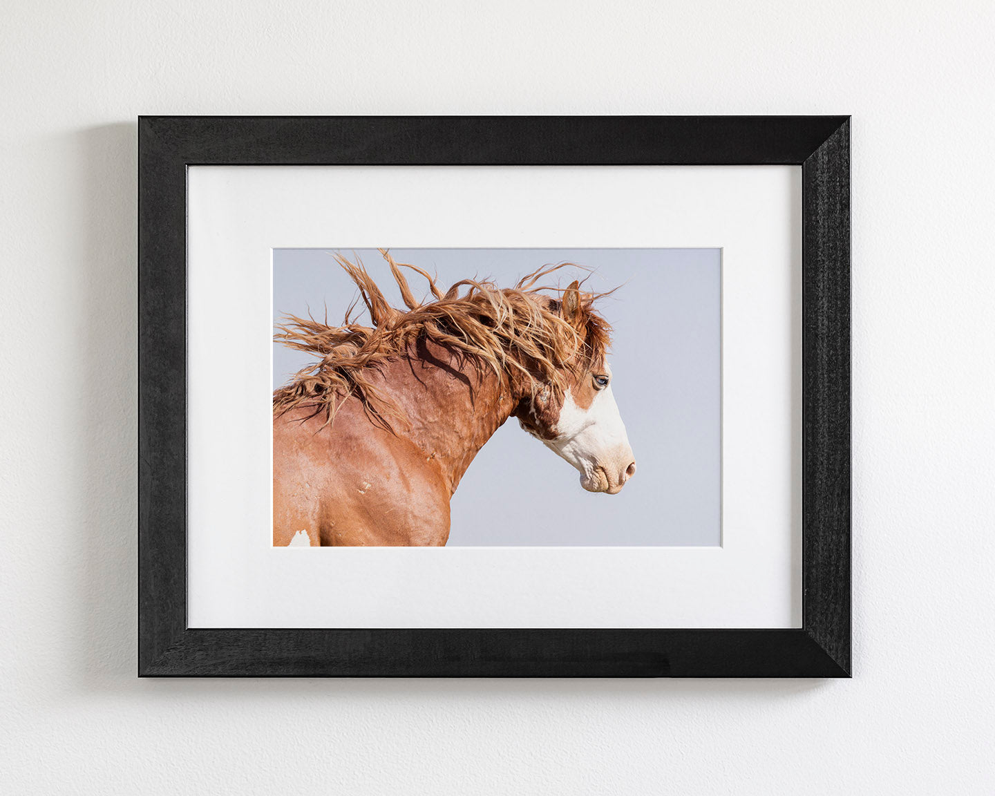 Wild Stallion in Motion, Color Version