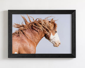 Wild Stallion in Motion, Color Version