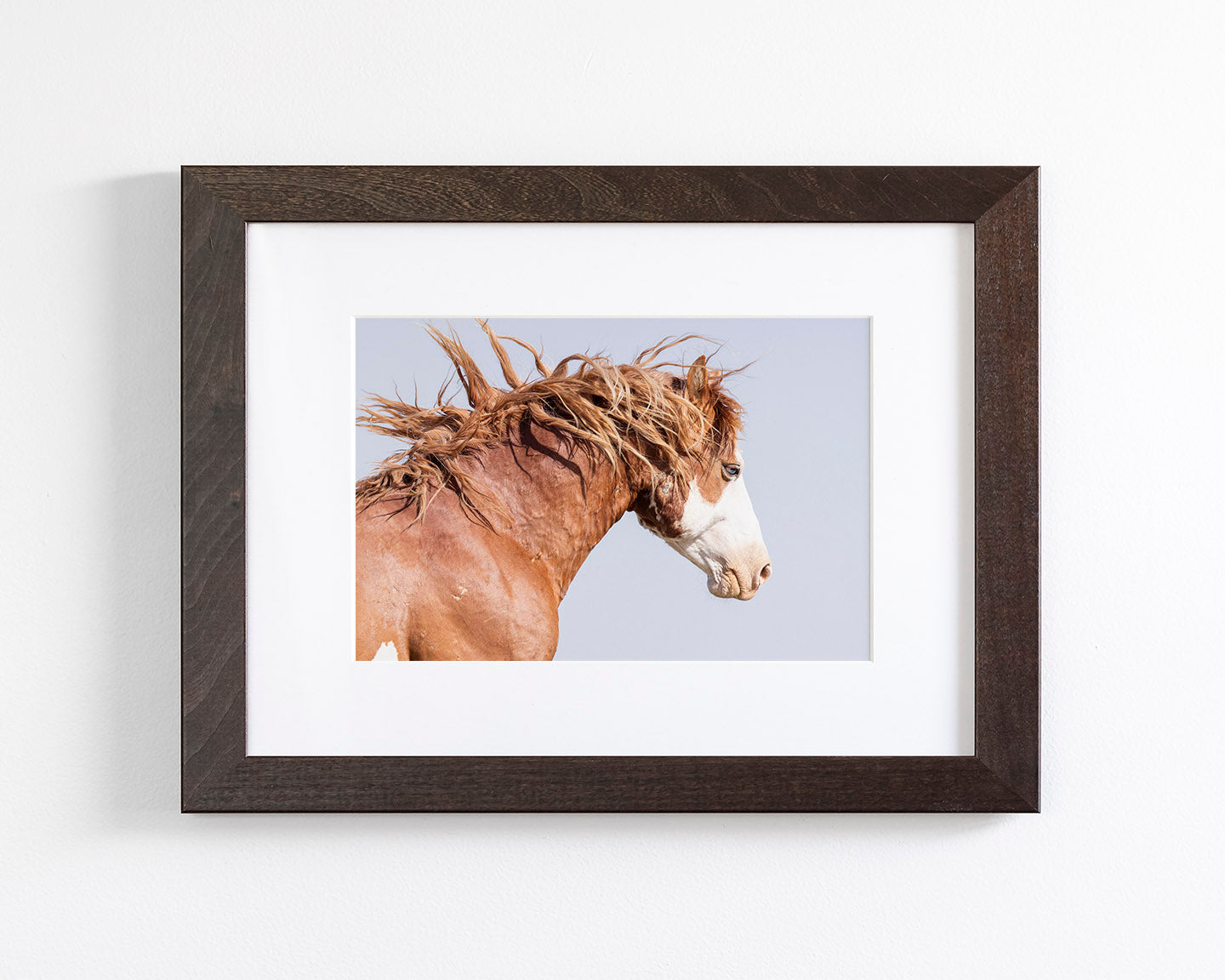 Wild Stallion in Motion, Color Version