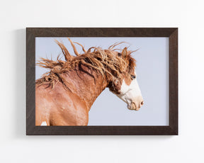 Wild Stallion in Motion, Color Version