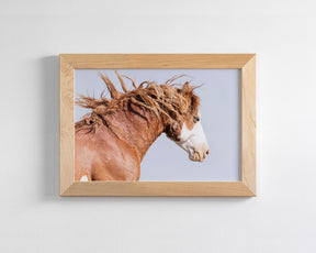 Wild Stallion in Motion, Color Version
