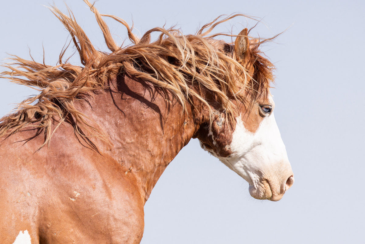 Wild Stallion in Motion, Color Version