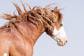 Wild Stallion in Motion, Color Version
