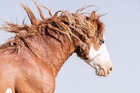 Wild Stallion in Motion, Color Version