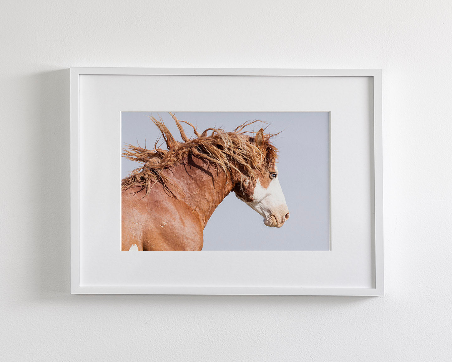 Wild Stallion in Motion, Color Version