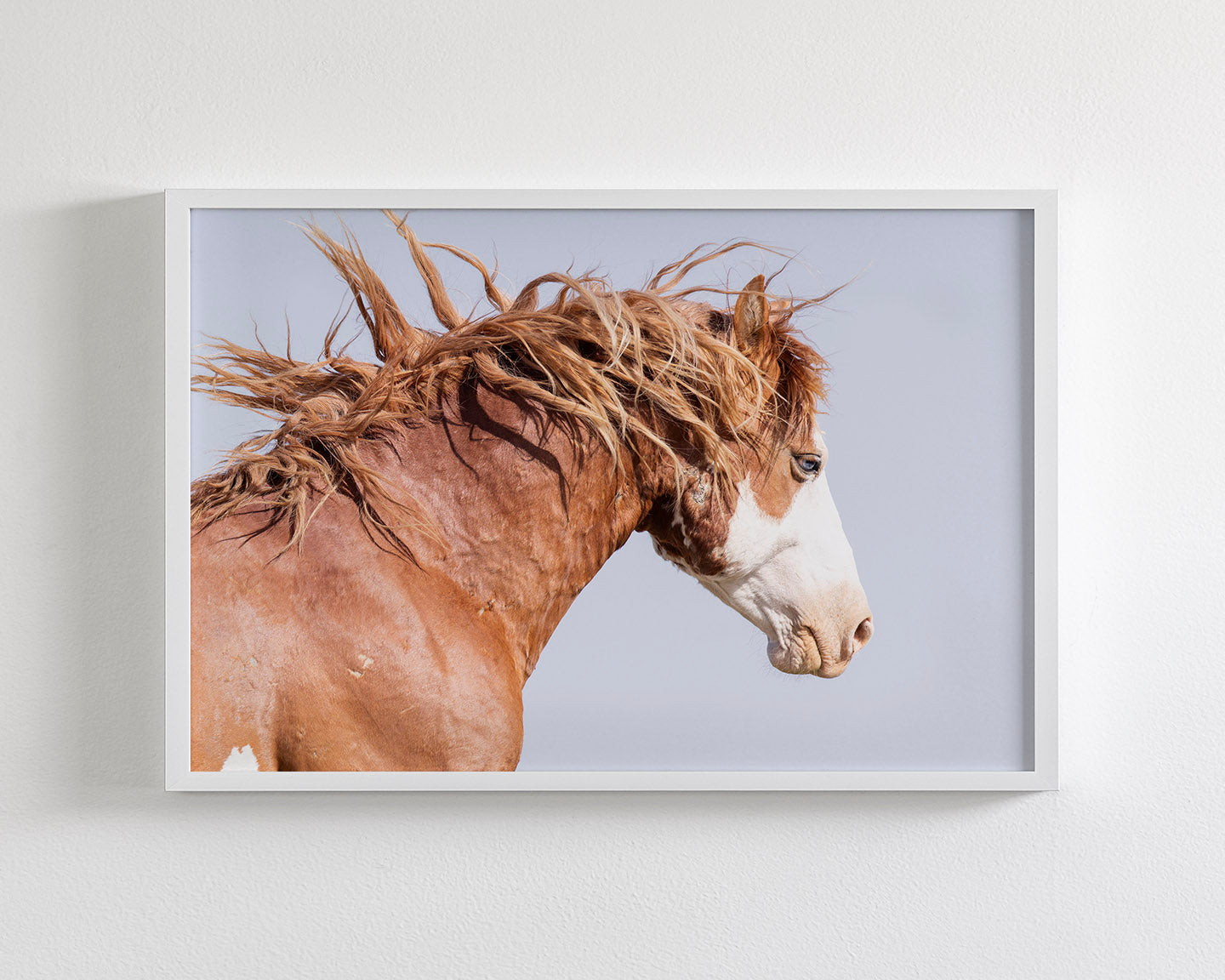 Wild Stallion in Motion, Color Version