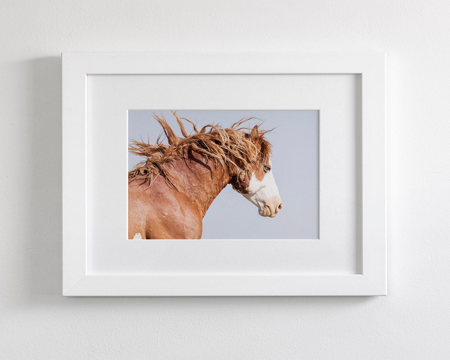 Wild Stallion in Motion, Color Version