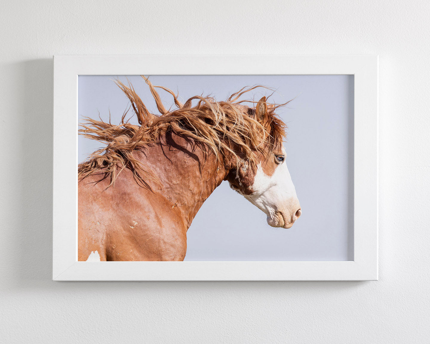 Wild Stallion in Motion, Color Version
