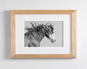 Wild Stallion in Motion