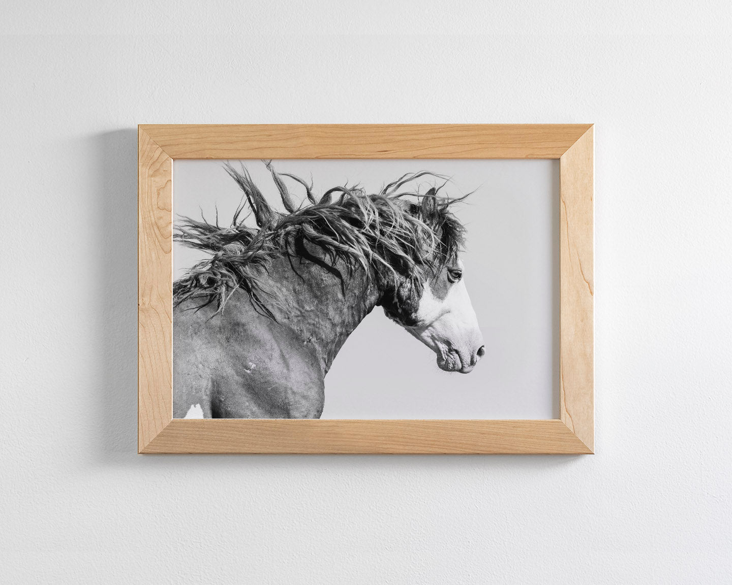 Wild Stallion in Motion