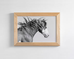 Wild Stallion in Motion