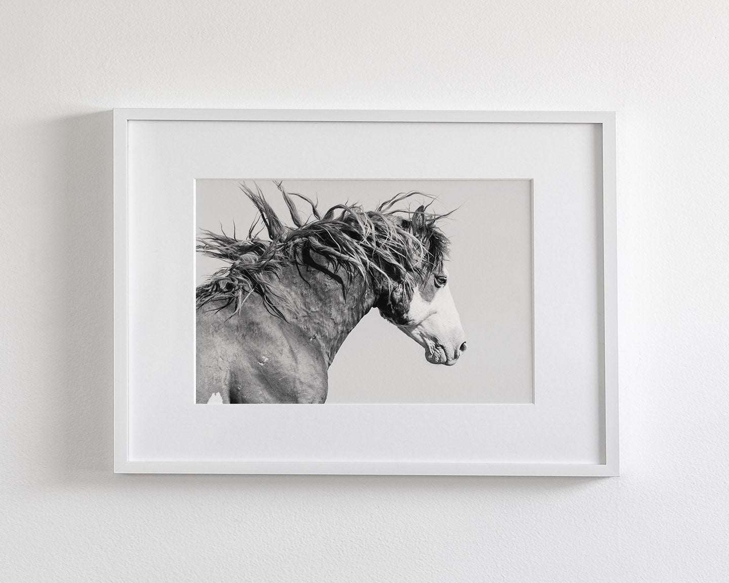Wild Stallion in Motion
