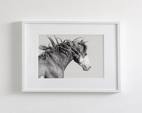 Wild Stallion in Motion