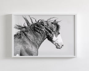 Wild Stallion in Motion