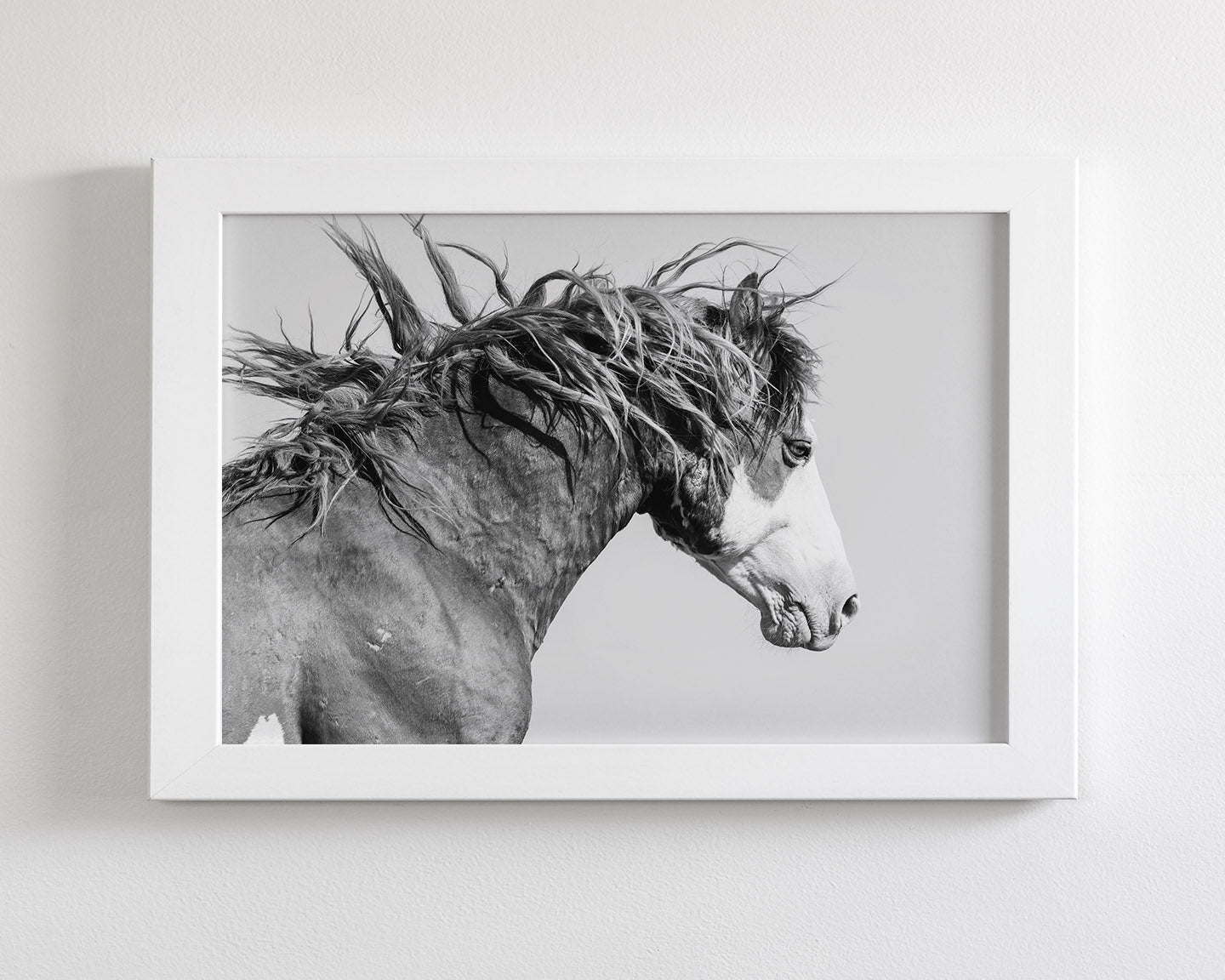 Wild Stallion in Motion
