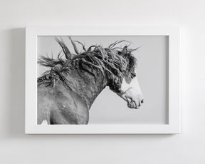 Wild Stallion in Motion