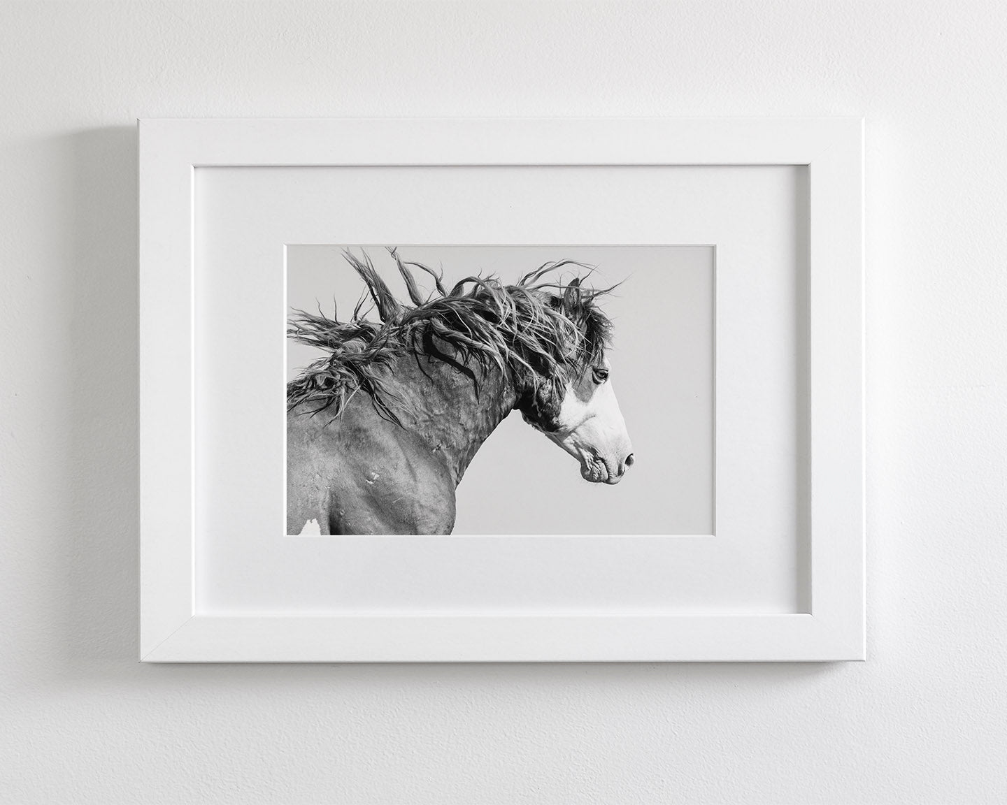 Wild Stallion in Motion