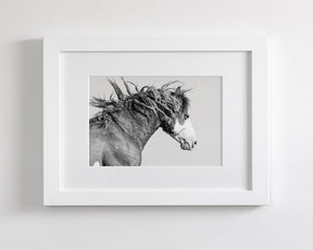 Wild Stallion in Motion