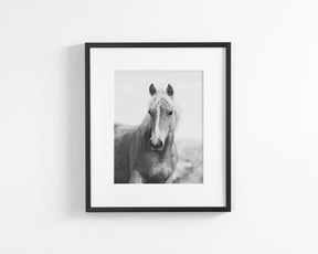 Wild Mare Portrait, Vertical