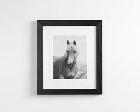 Wild Mare Portrait, Vertical