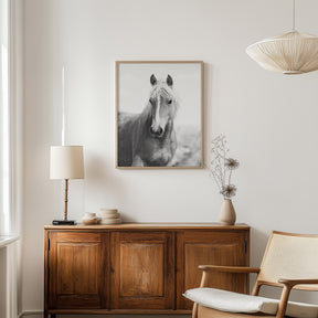 Wild Mare Portrait, Vertical