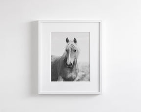 Wild Mare Portrait, Vertical