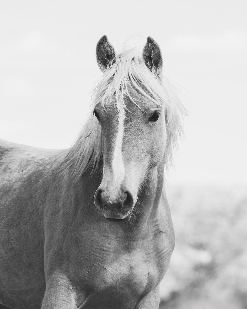 Wild Mare Portrait, Vertical
